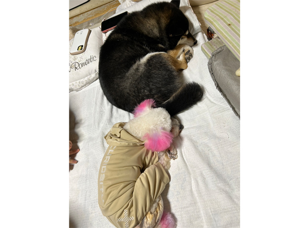 モデル犬卒業後、里親さん宅での様子☆～ソニーちゃん～
